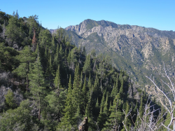 Santa Lucia fir (Abies bracteata). Ventana Cone area, Ventana Wilderness, Los Padres National Forest, Monterey County, CA. Copyright © Leor Pantilat. 